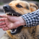dog biting a person's hand